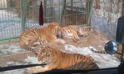 Sibirischer Tiger-Park